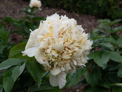 Blüte der Pfingstrose Quitzin