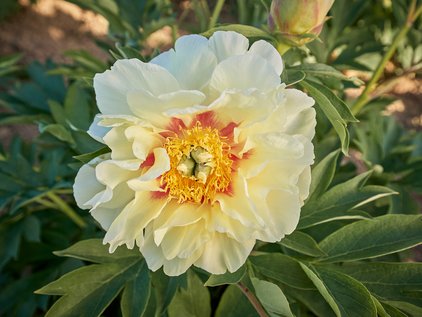 Blüte der Pfingstrose Itoh Pairie Charm