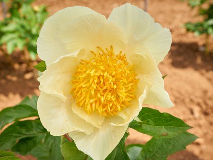 Pfingstrose Roy Pehrson's Best Yellow