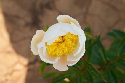 Blüte der Pfingstrose Gold Standard