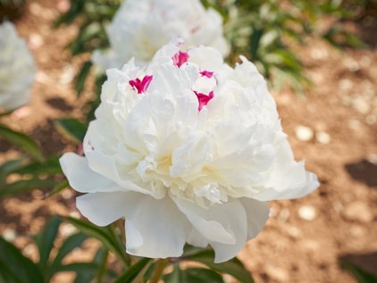 Pfingstrose Madame de Vernéville