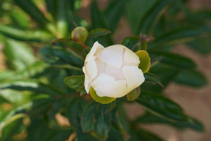 Öffnen einer Blüte der Pfingstrose Gold Standard