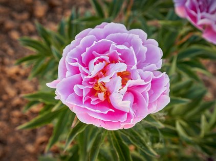Blüte der Pfingstrose Ma Petite Cherie