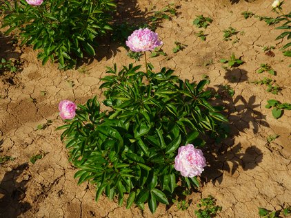 Pflanze der Pfingstrose Martha Bulloch