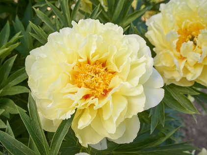 Blüte der Pfingstrose Itoh Bartzella