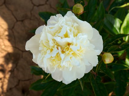 Blüte der Pfingstrose Cutie
