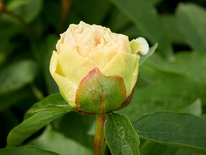 Knospe der Pfingstrose Sunny Girl