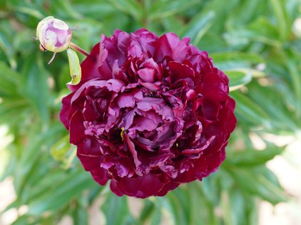 Blüte der Pfingstrose Highlight