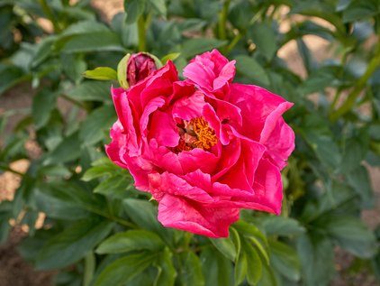 Blüte der Pfingstrose Paula Fay
