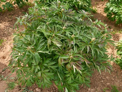 Knospen der Pfingstrose Itoh Bartzella