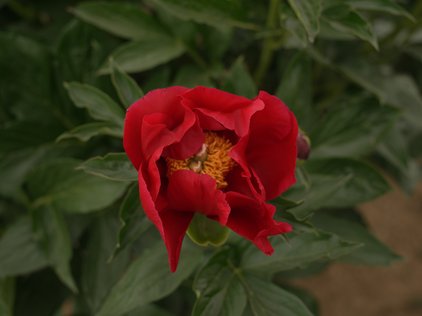 America Blüte