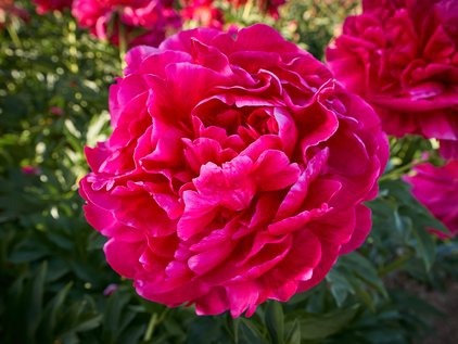 Blüte der Pfingstrose King's Ransom