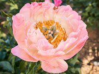 Blüte der Pfingstrose Coral Sunset