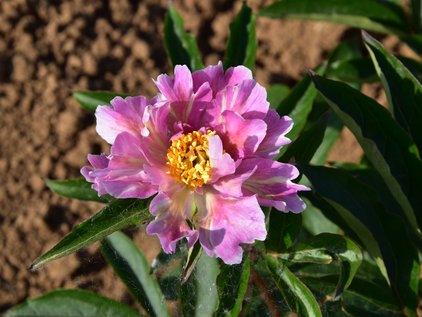 Blüte der Pfingstrose Pink Spritzer