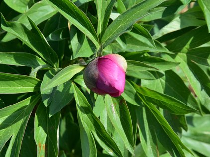 Knospe der Pfingstrose Itoh Pink Ardour
