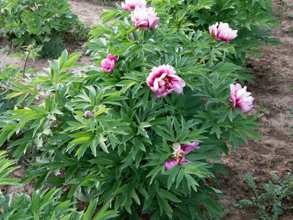 Pfingstrosenpflanze Itoh Pink Ardour