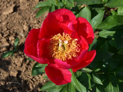 Blüte der Pfingstrose Brightness