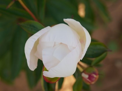 Öffnen einer Blüte der Pfingstrose Immaculée