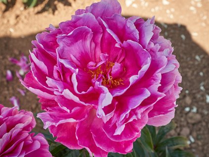 Blüte der Pfingstrose Magenta Moon