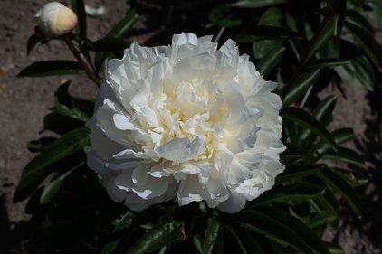 Pfingstrose Dr. F.G. Brethour