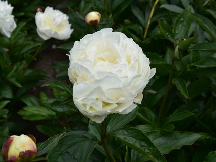 Blüte der Pfingstrose Ann Cousins