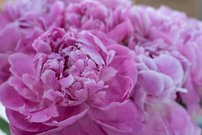 Pfingstrose Dr. Alexander Flemming in der Vase