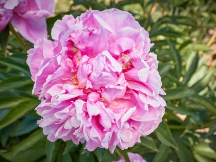 Blüte der Pfingstrose Alexander Flemming
