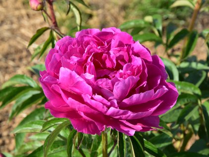 Blüte der Pfingstrose Magenta Moon