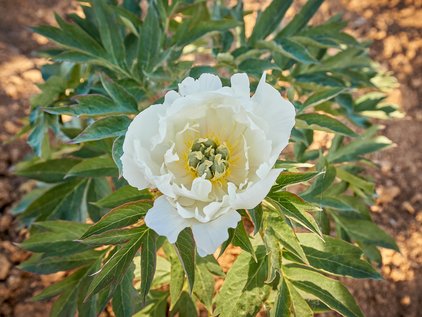 Pfingstrose White Emperor