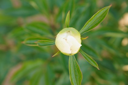Knospe der Pfingstrose Gold Standard