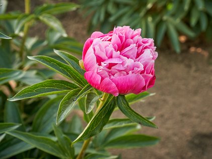 Blüte der Pfingstrose Joker