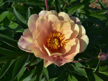 Blüte der Pfingstrose Joanna Marlene