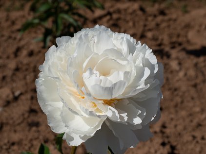 Blüte der Pfingstrose Marshmellow Puff