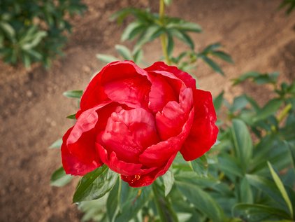 Blüte der Pfingstrose Red Red Rose im Aufblühen
