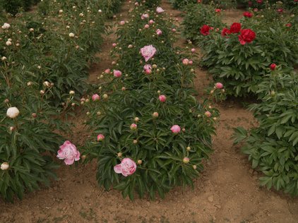 Pfingstrosenpflanze Vivid Rose