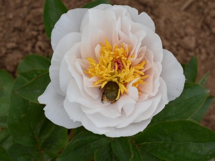 Käfer in Blüte der Pfingstrose Blushing Princess
