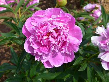 Blüte der Pfingstrose Alexander Flemming