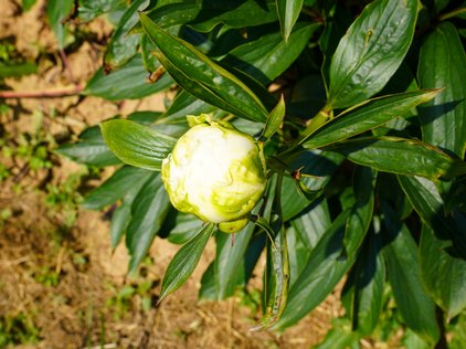 Knospe der Pfingstrose Madame Claude tain