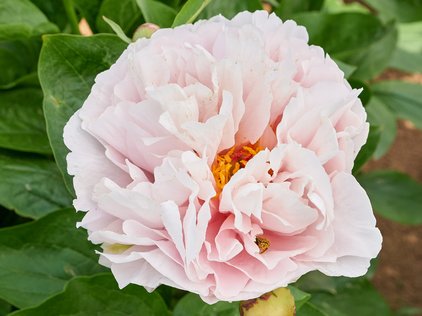 Blüte der Pfingstrose Blushing Princess