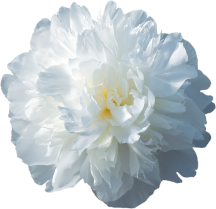 Blüte der Pfingstrose Duchesse de Nemours