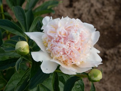 Blüte der Pfingstrose Top Brass
