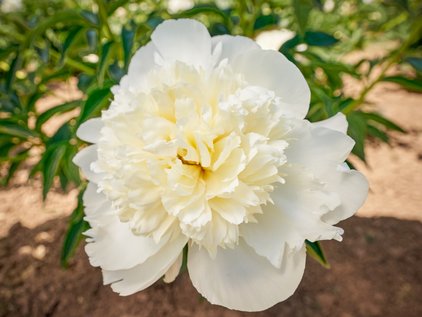 Blüte der Pfingstrose Princess Bride