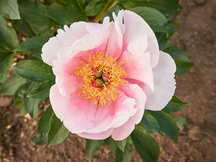 Blüte der Pfingstrose Soft Salmon Saucer