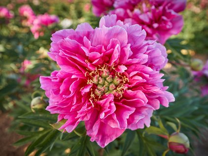 Pinke Pfingstrose Itoh Belle Toulousaine
