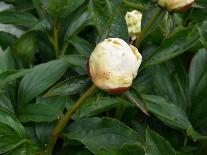 Knospe der Pfingstrose Ann Cousins