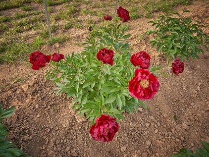 Pfingstrosenpflanze Red Glory
