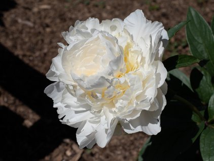 Blüte der Pfingstrose Puffed Cotton