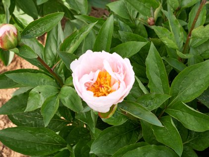 Blüte der Pfingstrose Pink Vanguard