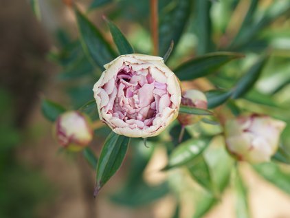 Knospe der Pfingstrose Adonis