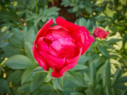 Blüte der Pfingstrose Montezuma öffnet sich